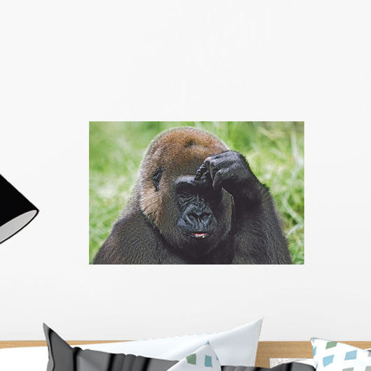 Western Gorilla Portrait With Finger On Brow As If Thinking, Africa Wall Mural