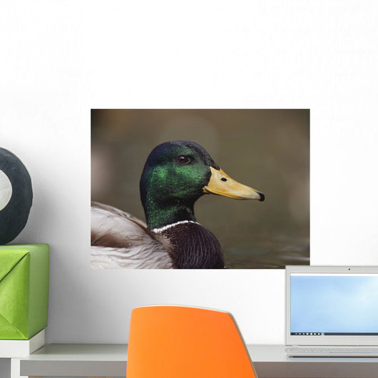 Mallard Drake Head Portrait Wall Mural