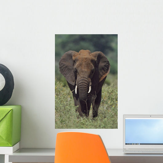African Elephant, Africa Wall Mural