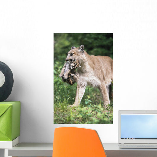 Mountain Lion Carrying Cub By The Nape Of Its Neck Wall Mural