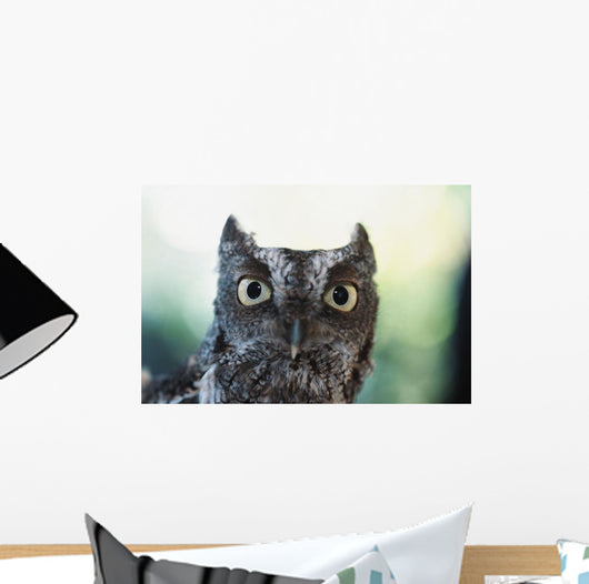 Eastern Screech Owl Portrait Showing Large Eyes Wall Mural
