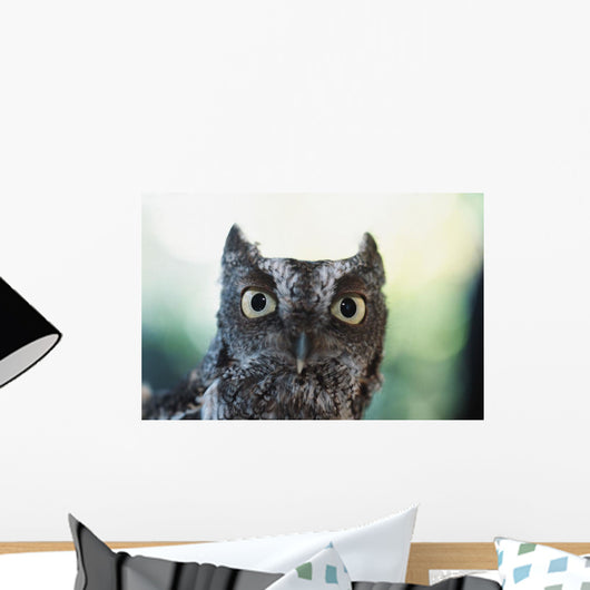 Eastern Screech Owl Portrait Showing Large Eyes Wall Mural