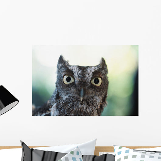 Eastern Screech Owl Portrait Showing Large Eyes Wall Mural