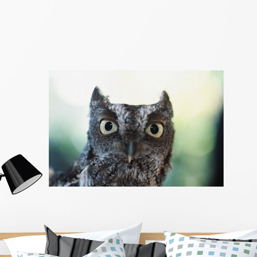 Eastern Screech Owl Portrait Showing Large Eyes Wall Mural