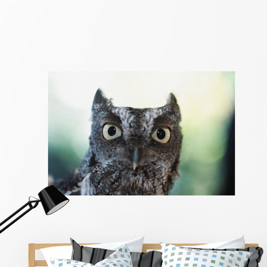 Eastern Screech Owl Portrait Showing Large Eyes Wall Mural