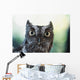 Eastern Screech Owl Portrait Showing Large Eyes Wall Mural
