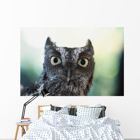 Eastern Screech Owl Portrait Showing Large Eyes Wall Mural