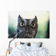 Eastern Screech Owl Portrait Showing Large Eyes Wall Mural