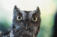 Eastern Screech Owl Portrait Showing Large Eyes Wall Mural