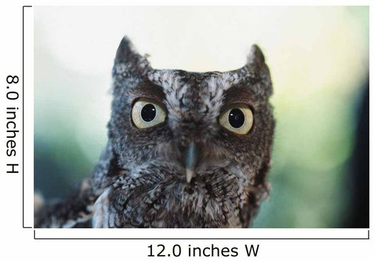 Eastern Screech Owl Portrait Showing Large Eyes Wall Mural