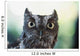Eastern Screech Owl Portrait Showing Large Eyes Wall Mural