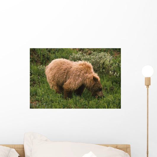 Grizzly Bear Eating Bear Grass, Denali National Park, Alaska, Usa Wall Mural