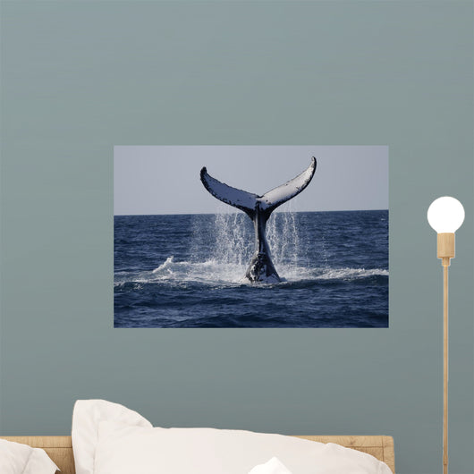 Humpback to Dive