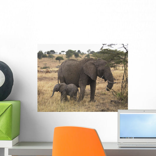 Mother And Baby Elephant Wall Mural
