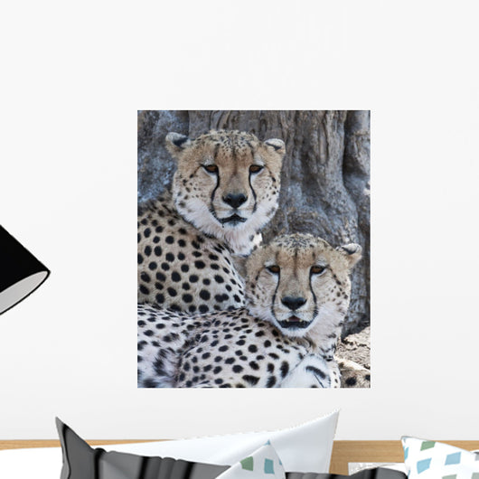 Cheetahs Wall Mural