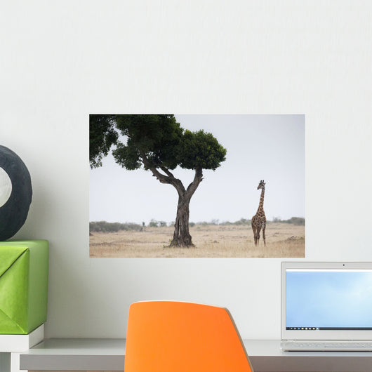 Giraffe, Kenya, Africa Wall Mural