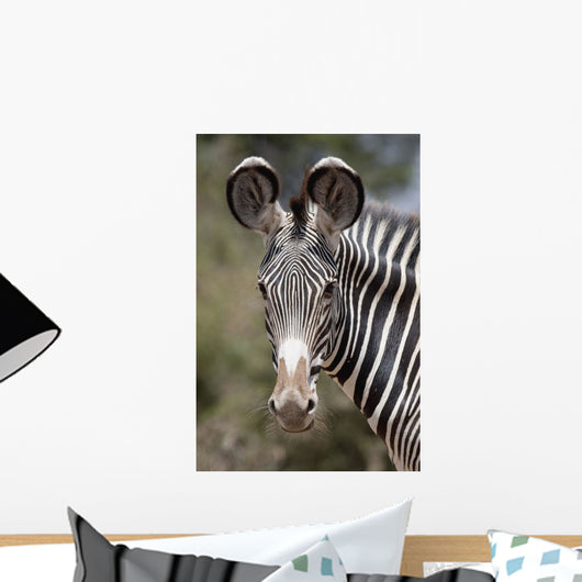 Zebra, Kenya, Africa Wall Mural