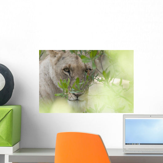Lioness, Kenya, Africa Wall Mural