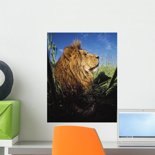 Lion With Big Mane Laying In Tall Green Grass Wall Mural