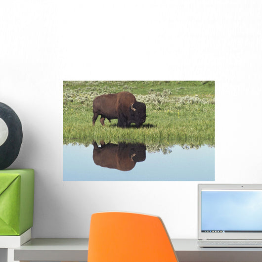 Bison On Grassy Meadow With Reflection In Pool Wall Mural