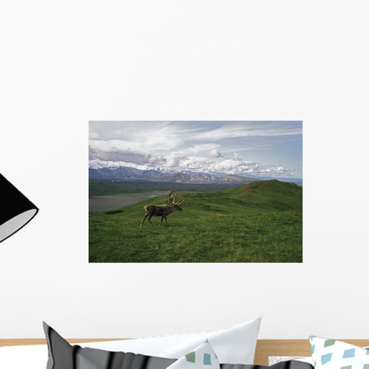 Caribou Bull In Alpine Meadow, Alaska, Usa Wall Mural