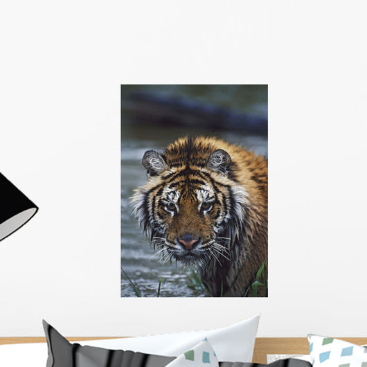 Portrait Of Wet Siberian Tiger Wall Mural