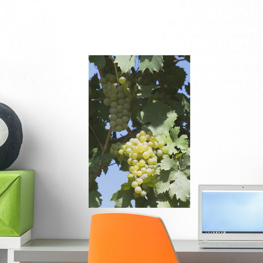 White Grapes On The Vine Wall Mural