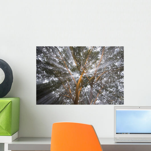 Light Streams Through Tropical Tree, Costa Rica Wall Mural