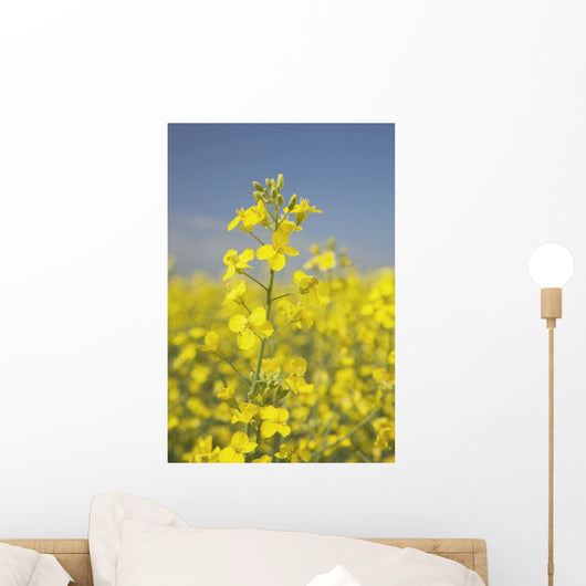 Flowering Canola, Alberta, Canada Wall Mural