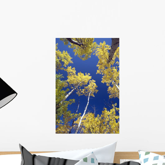 Forest During Autumn, Kananaskis, Alberta, Canada Wall Mural