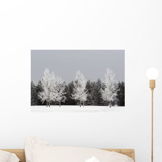 Frost On Trees, Calgary, Alberta, Canada Wall Mural