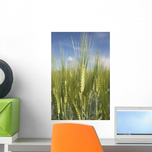 Wheat Heads Wall Mural