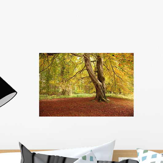 Autumn Tree, Hulne Park, Northumberland, England Wall Mural