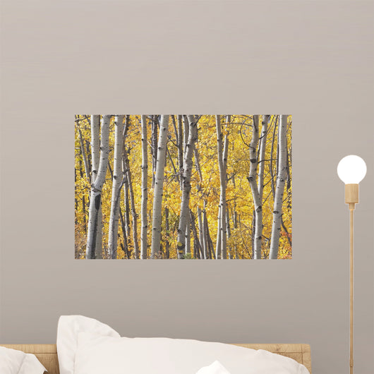 Kananaskis Country, Alberta, Canada Wall Mural