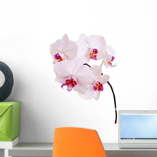 Orchid Wall Mural