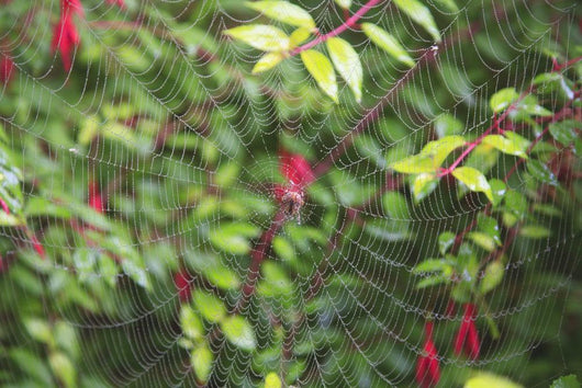 Spider Web Wall Mural
