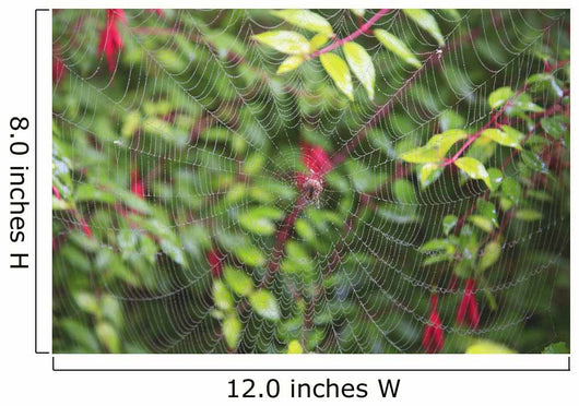Spider Web Wall Mural