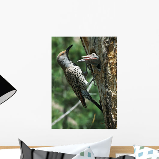 Female Northern Flicker Greeted By Young In Nest Wall Mural