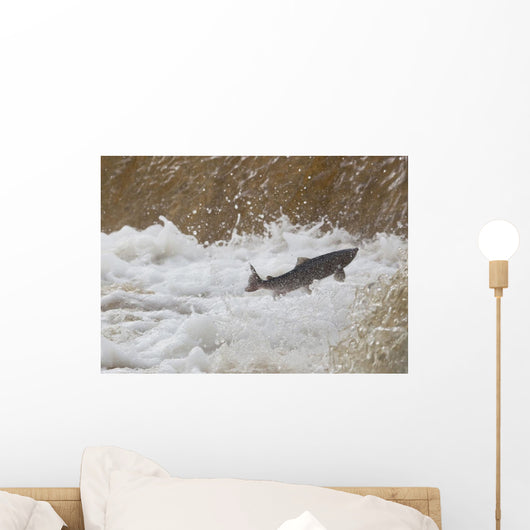 Fish Jumping Upstream In The Water Wall Mural