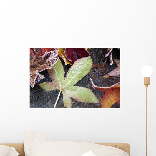 Autumn Colored Leaves Frozen In A Creek Wall Mural