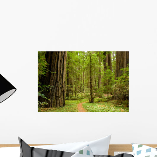Path Through the Redwood Forest Wall Mural