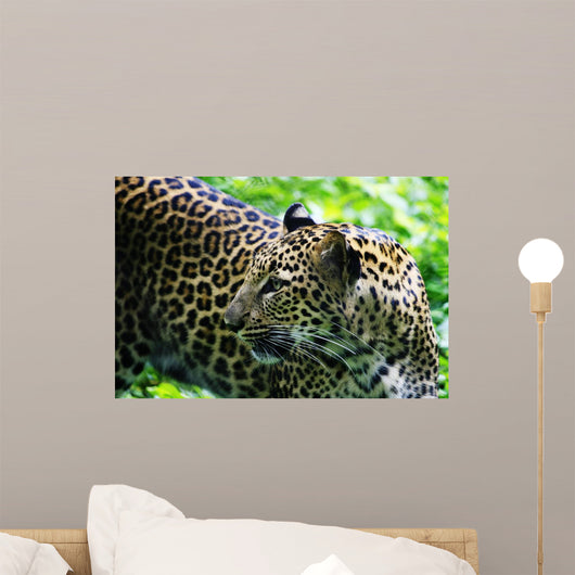 Killer Jaguar