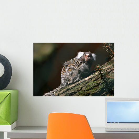Monkey Wall Mural