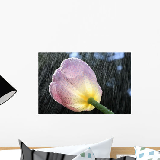 Rain Falling On A Tulip Wall Mural