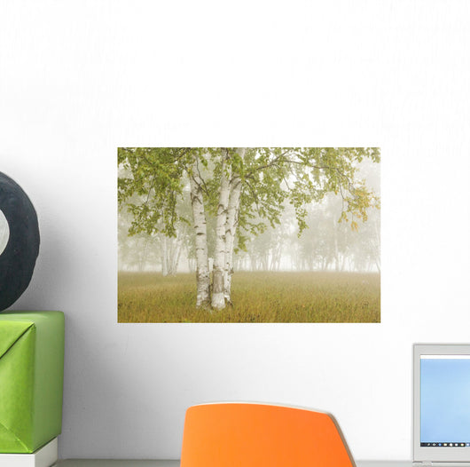 Birch Trees In The Fog Wall Mural