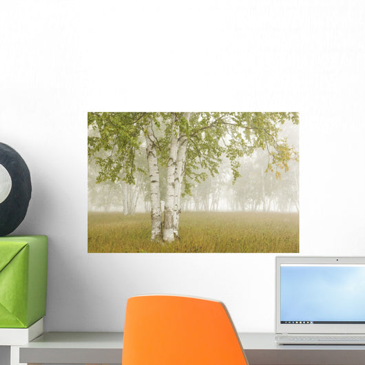 Birch Trees In The Fog Wall Mural
