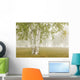 Birch Trees In The Fog Wall Mural
