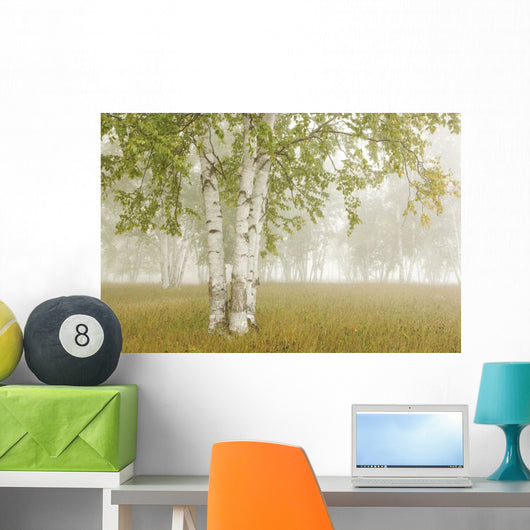 Birch Trees In The Fog Wall Mural