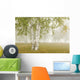 Birch Trees In The Fog Wall Mural