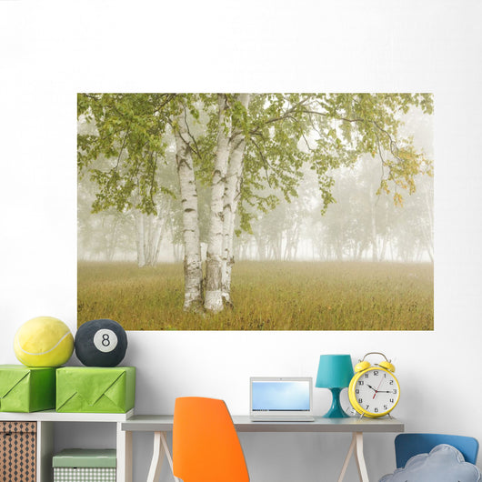 Birch Trees In The Fog Wall Mural